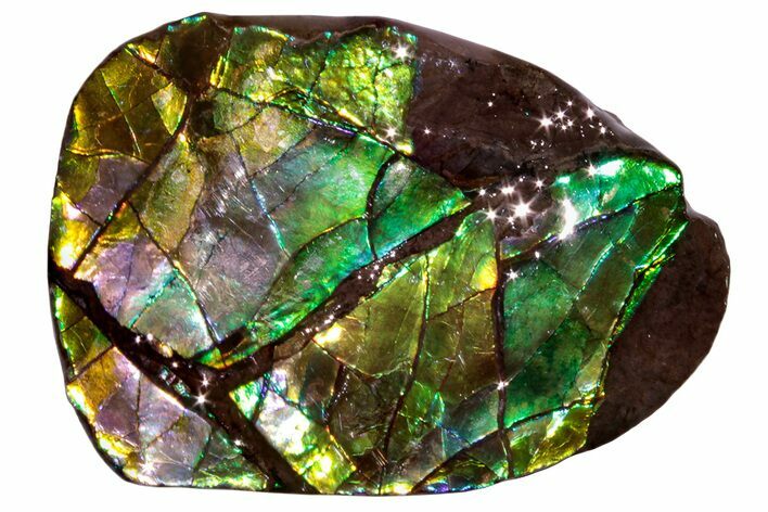 Iridescent Ammolite (Fossil Ammonite Shell) - Alberta #258288